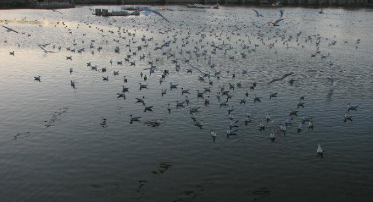 Topansar Lake, Kachchh (Kutch), Gujarat - Vushii.com Topansar Lake, Kachchh (Kutch), Gujarat - Vushii.com